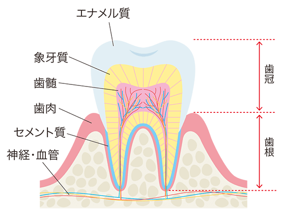 歯の構造