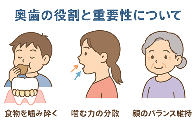 奥歯の役割