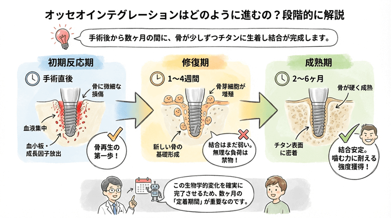 オッセオインテグレーションの段階