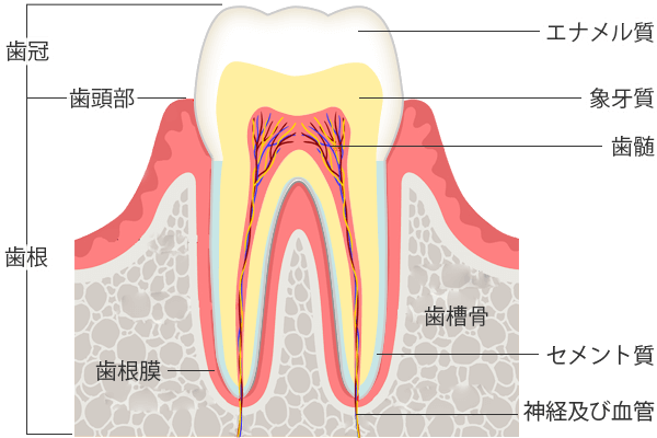 エナメル質 象牙質 歯髄 神経等の図